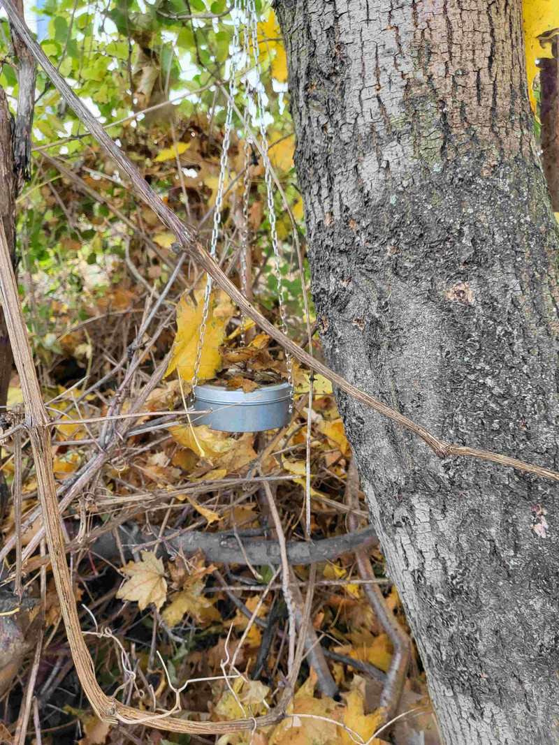 Foto der Dose mit dem Cache, die mit einer Kette an einem Baum aufgehängt ist.