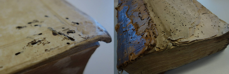 Abbildung Insektenfraßschaden. Klicken zum Vergrößern.